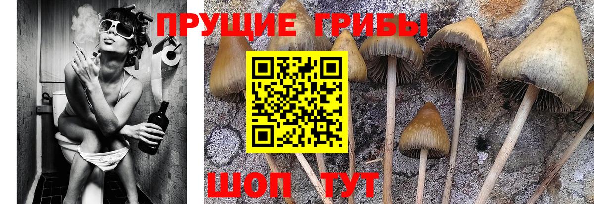Псилоцибиновые грибы GOLDEN TEACHER Азнакаево