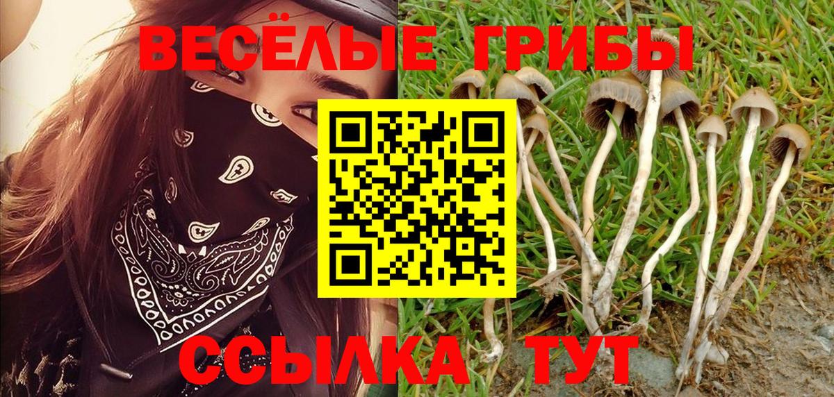 дарнет шоп  Азнакаево  Галлюциногенные грибы Psilocybe  Псилоцибиновые грибы Cubensis 